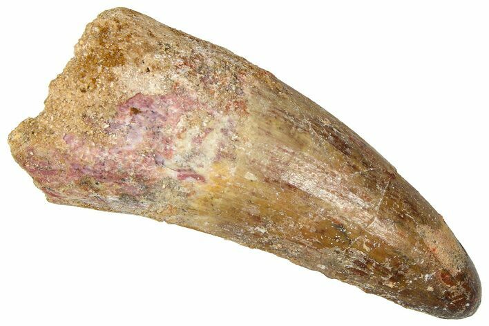 Cretaceous Fossil Crocodylomorph Tooth - Morocco #368167